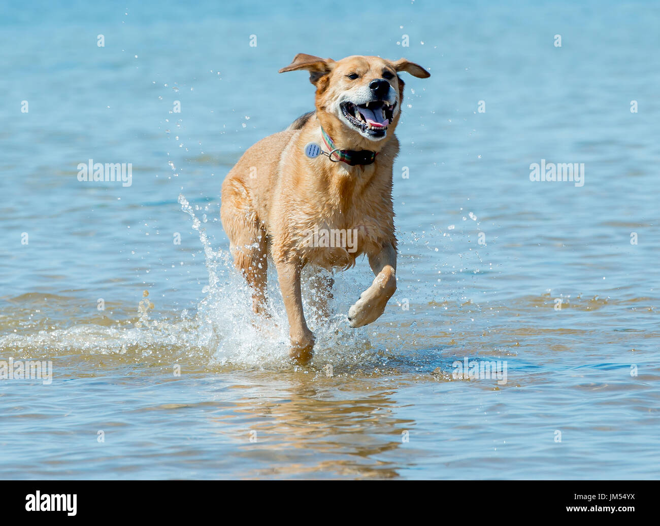 Beau brun lab mix moyennes chien qui court, jouant dans l'eau peu profonde et de sable sur la plage très heureux. Close up avec fond de l'océan Banque D'Images