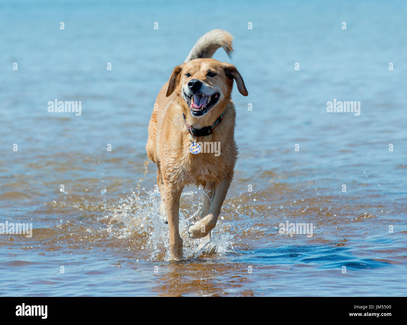 Beau brun lab mix moyennes chien qui court, jouant dans l'eau peu profonde et de sable sur la plage très heureux. Close up avec fond de l'océan Banque D'Images