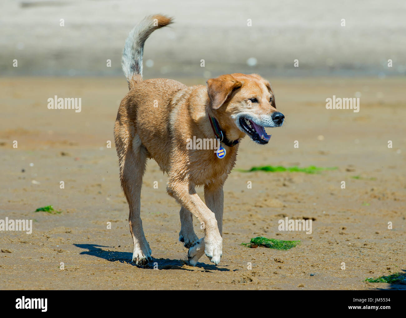 Beau brun lab mix moyennes chien qui court, jouant dans l'eau peu profonde et de sable sur la plage très heureux. Close up avec fond de l'océan Banque D'Images