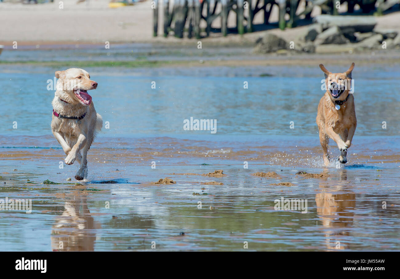 Les chiens heureux de jouer gratuitement en cours d'exécution qui s'ébattent sur la plage en eau peu profonde Provincetown, MA Banque D'Images