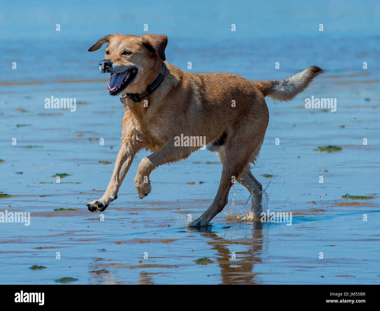 Beau brun lab mix moyennes chien qui court, jouant dans l'eau peu profonde et de sable sur la plage très heureux. Close up avec fond de l'océan Banque D'Images