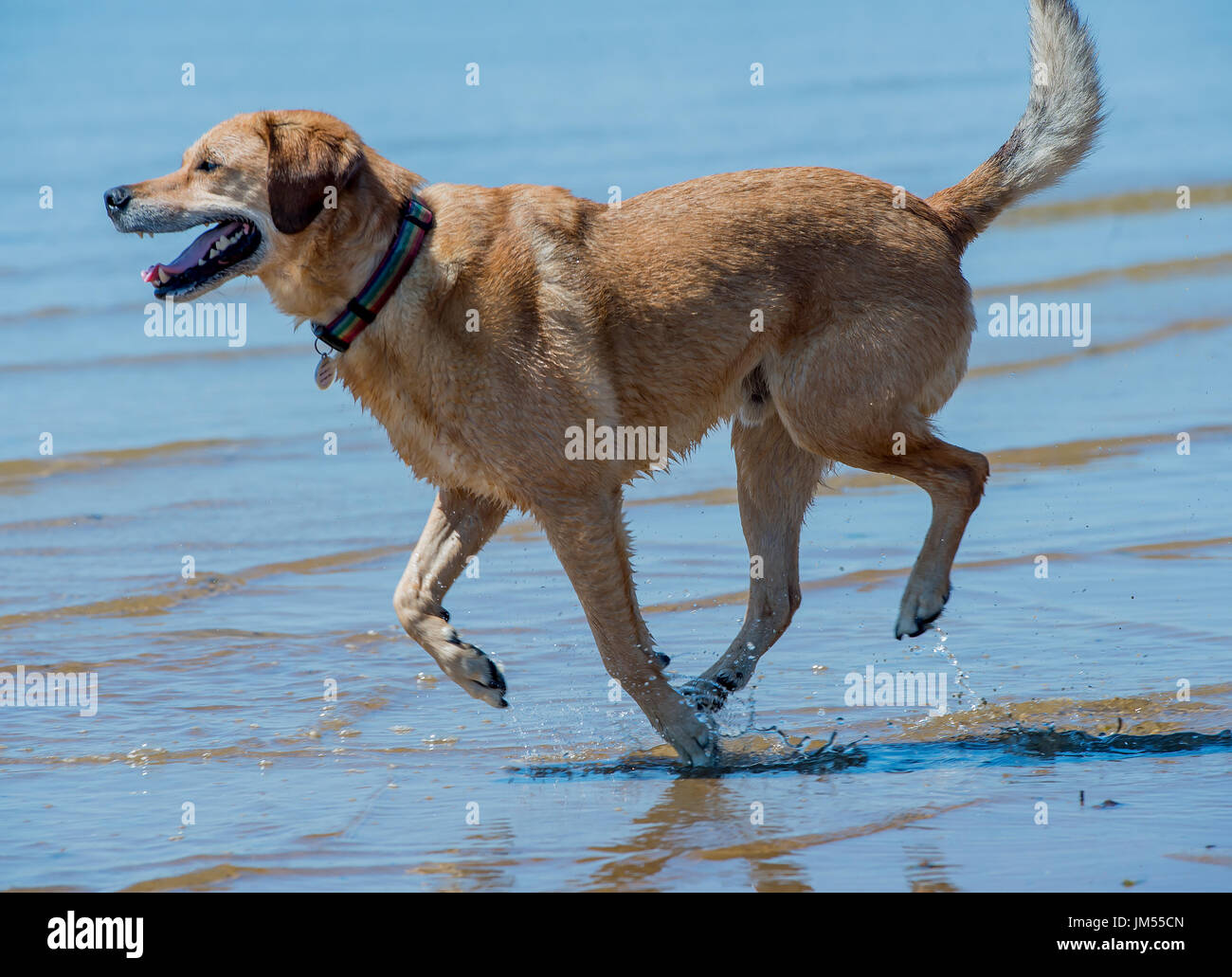Beau brun lab mix moyennes chien qui court, jouant dans l'eau peu profonde et de sable sur la plage très heureux. Close up avec fond de l'océan Banque D'Images