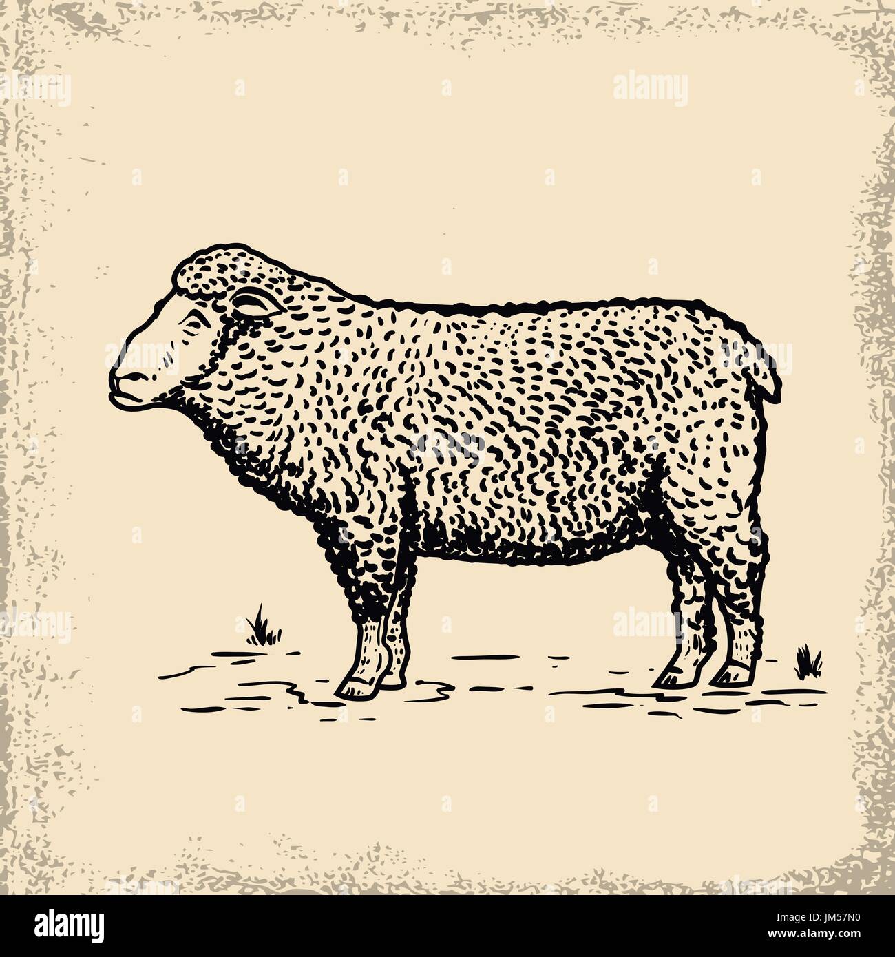 Illustration des moutons sur grunge background. L'élément de conception de menu, l'affiche. Vector illustration. Illustration de Vecteur