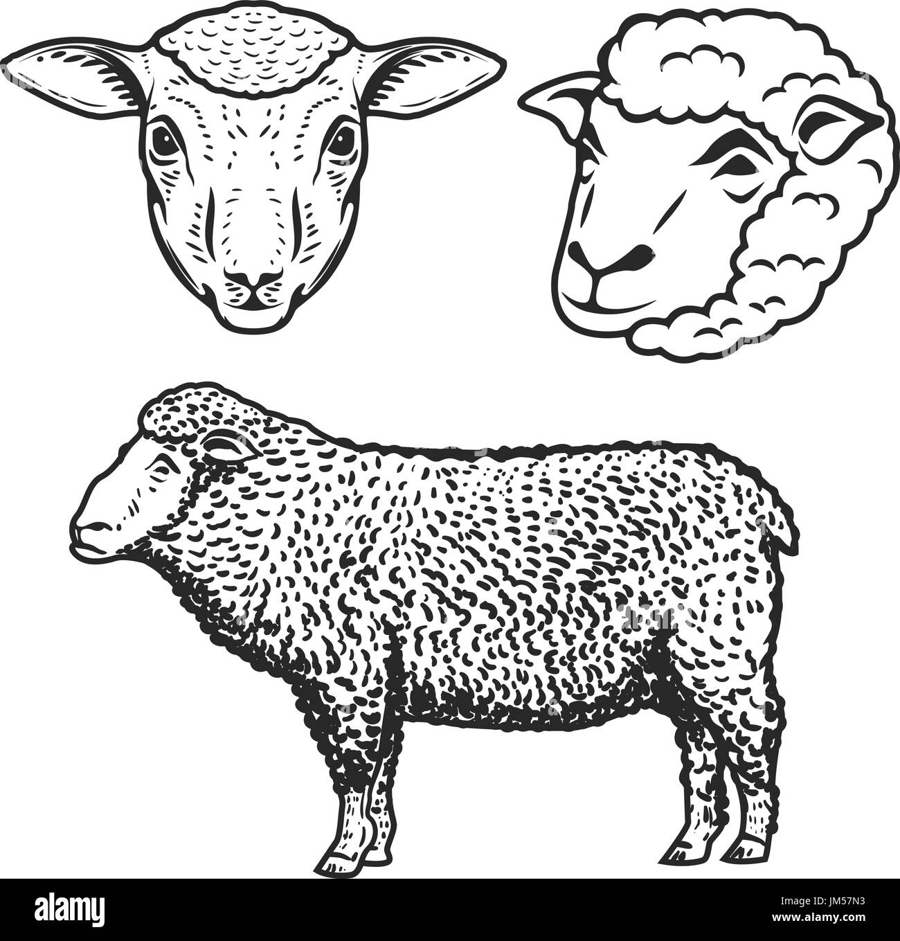 L'ensemble d'illustrations de mouton isolé sur fond blanc. Éléments de conception pour le label, logo, emblème, signe, marque de marque. Vector illustration. Illustration de Vecteur