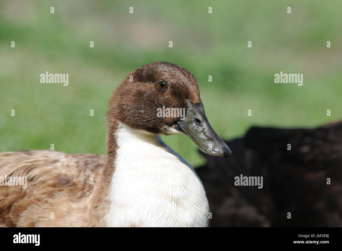 Gros plan d'une poitrine de canard brun avec blanc Banque D'Images