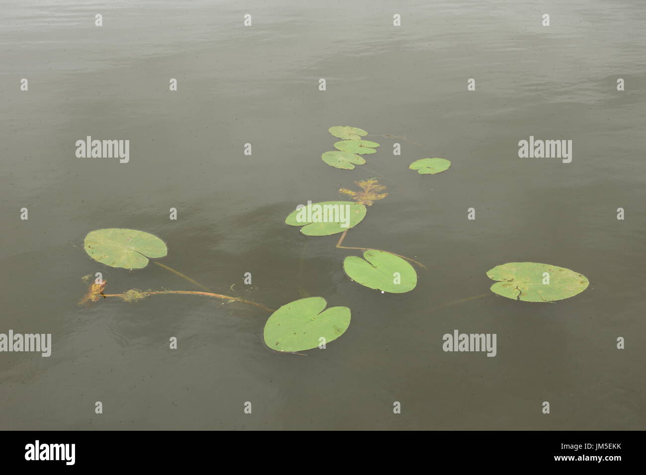 Les feuilles du nénuphar blanc (Nymphaea alba) sur le lac de l'ouest de l'Irlande Banque D'Images