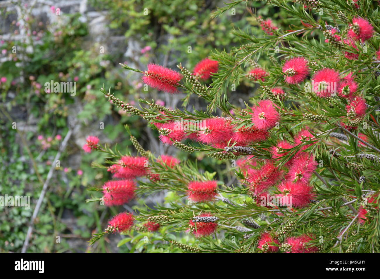 Les fleurs rouges du citron Bottlebrush (Melaleuca citrina) sur l'arbuste Banque D'Images