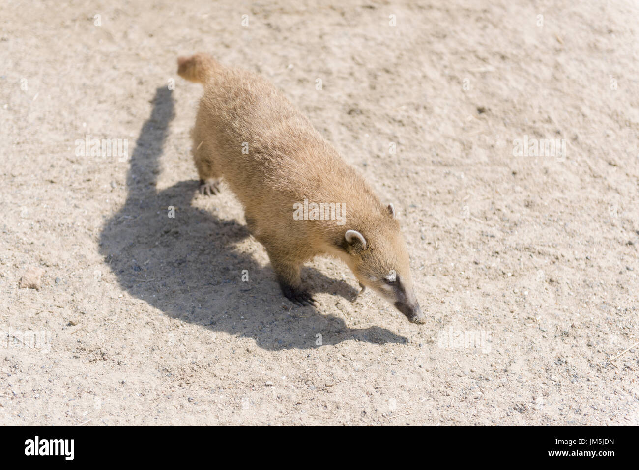 Coati, sud-américaine ou de l'anneau-tailed coati (Nasua nasua) Banque D'Images