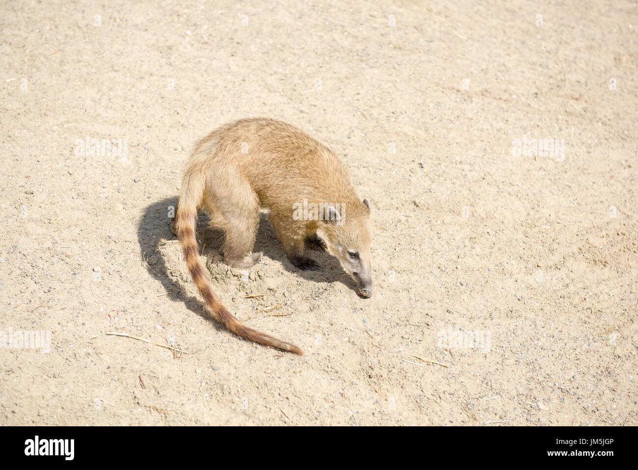 Coati, sud-américaine ou de l'anneau-tailed coati (Nasua nasua) Banque D'Images