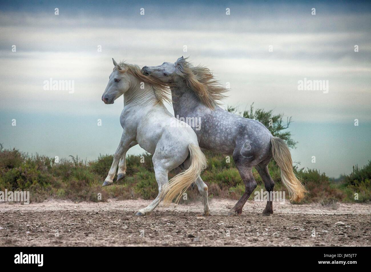 Chevaux blancs, Camargue, France Banque D'Images