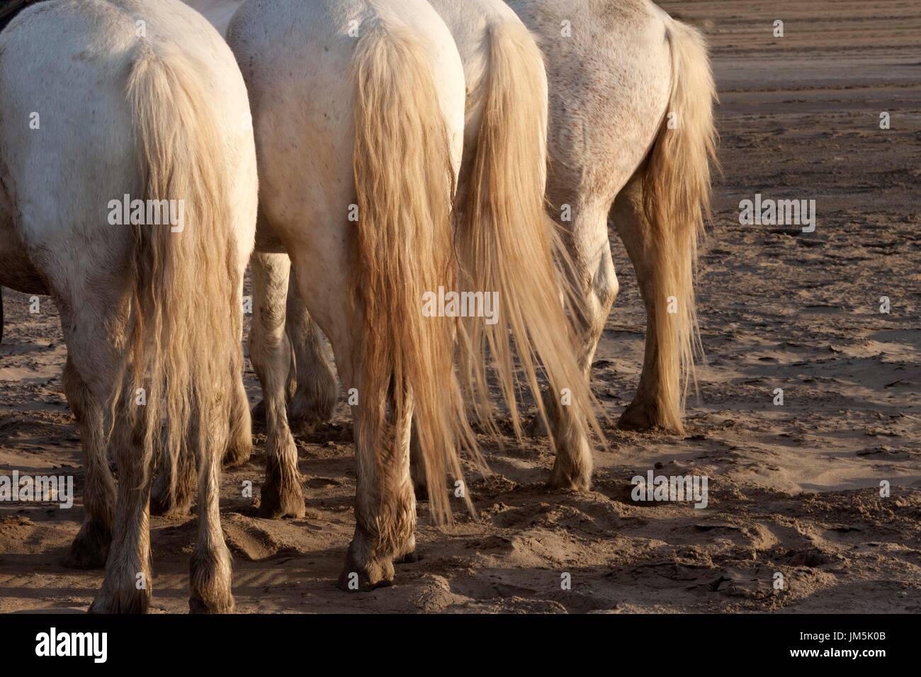 Chevaux blancs, Camargue, France Banque D'Images