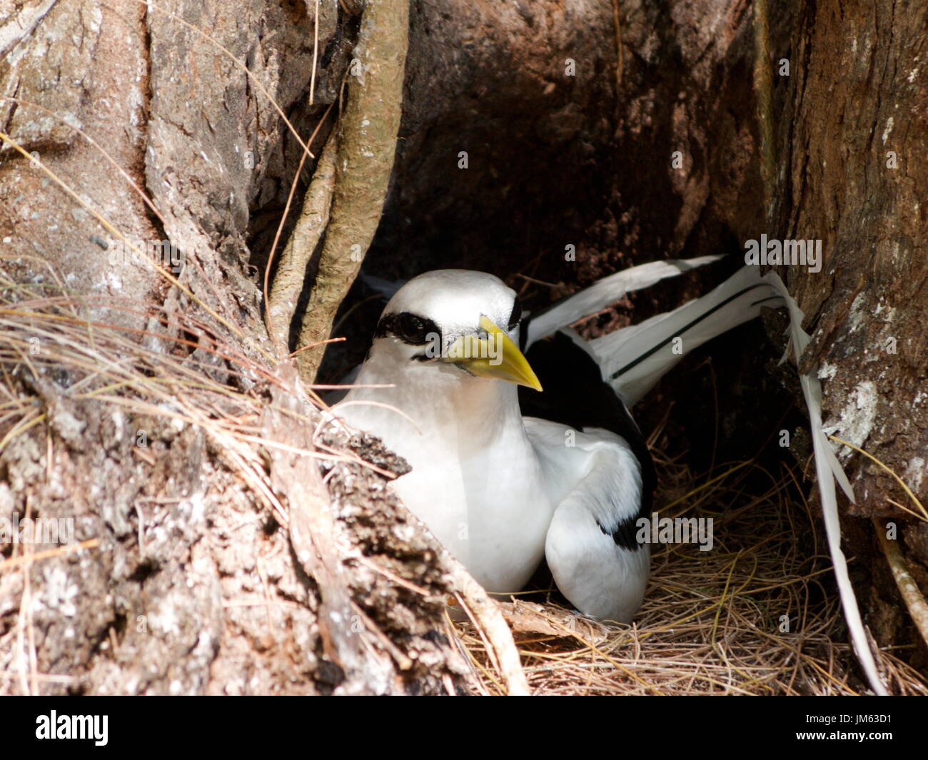 Assis sur phaéton nichent dans Seyvhelles Banque D'Images