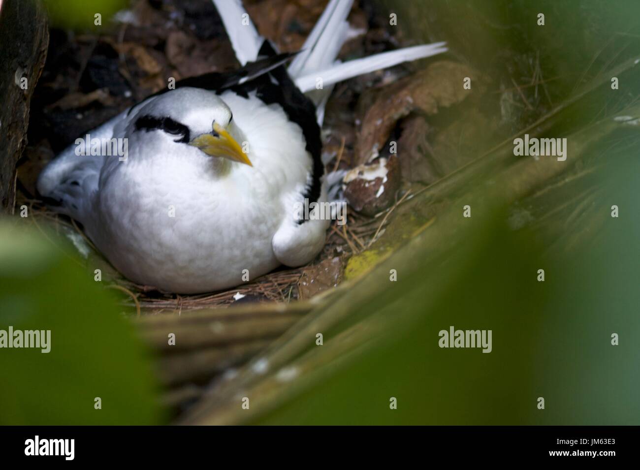 Assis sur phaéton nichent dans Seyvhelles Banque D'Images