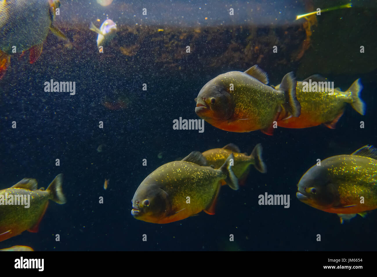 Piranha rouge originative de la forêt tropicale équatorienne en Amérique du Sud, à l'Aquarium d'Osaka Banque D'Images