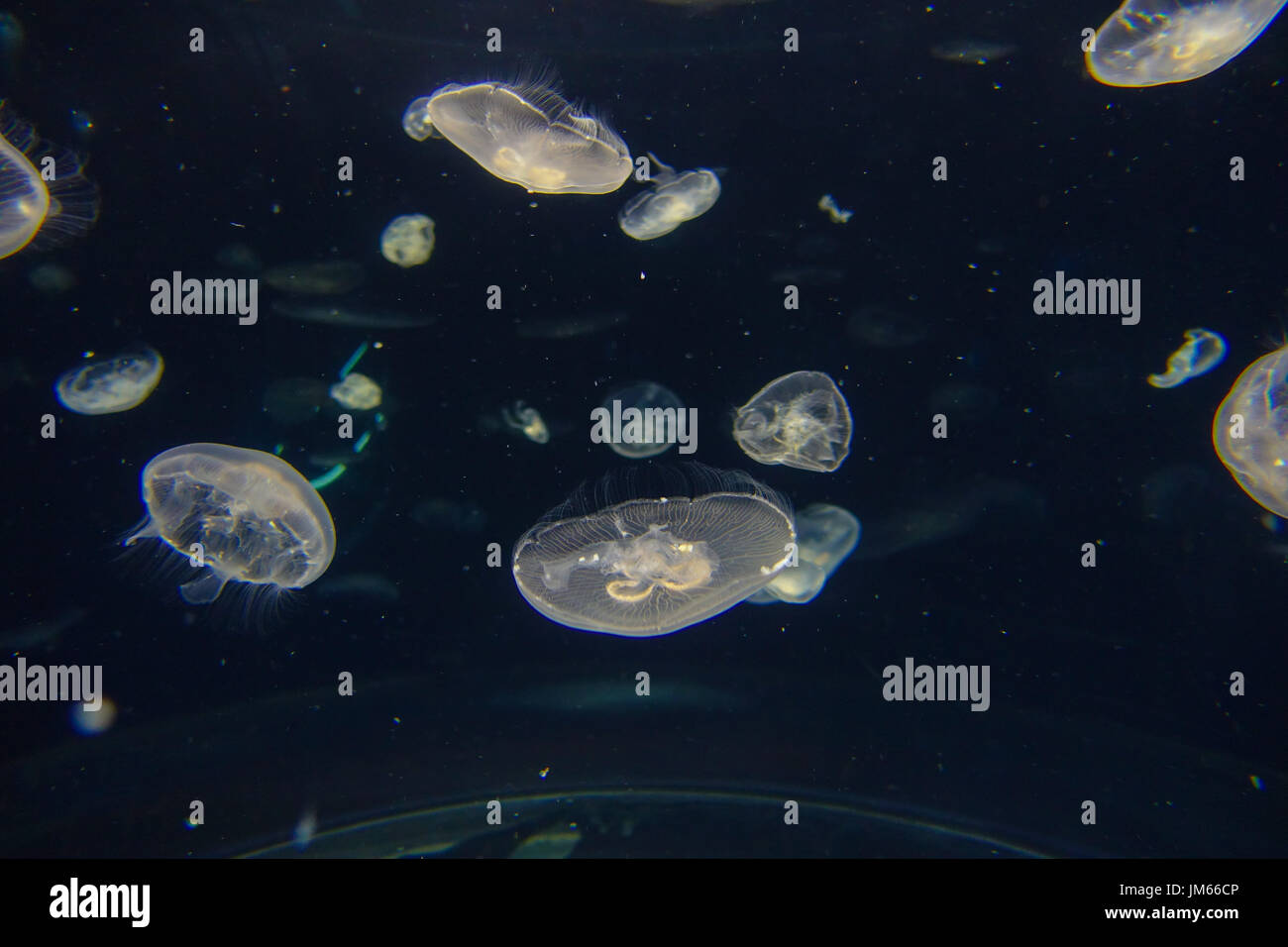 Close up de belles méduses à l'intérieur de l'Aquarium d'Osaka Kaiyukan à Osaka, Japon Banque D'Images