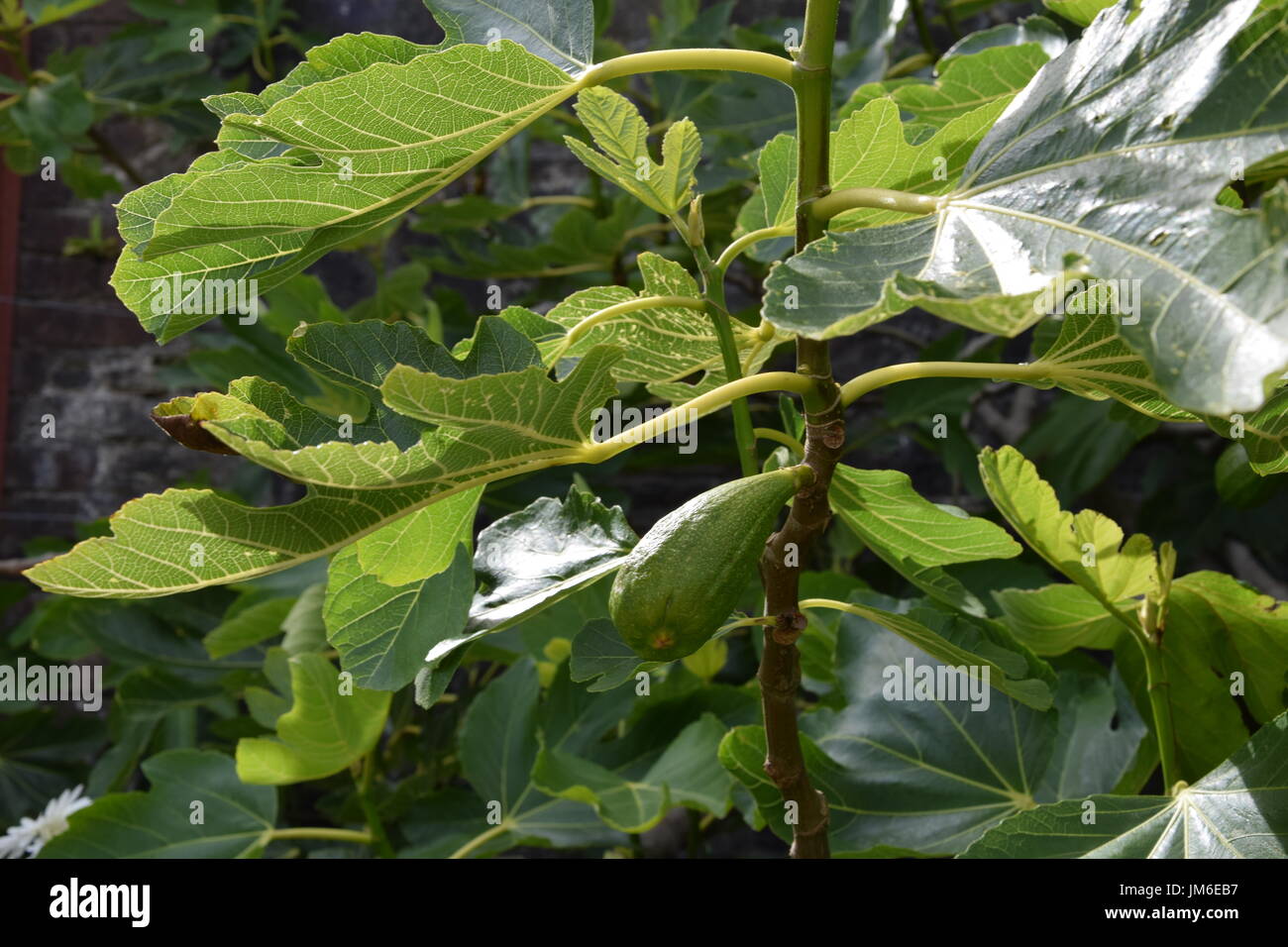 Sur la maturation vert fig tree branch Banque D'Images