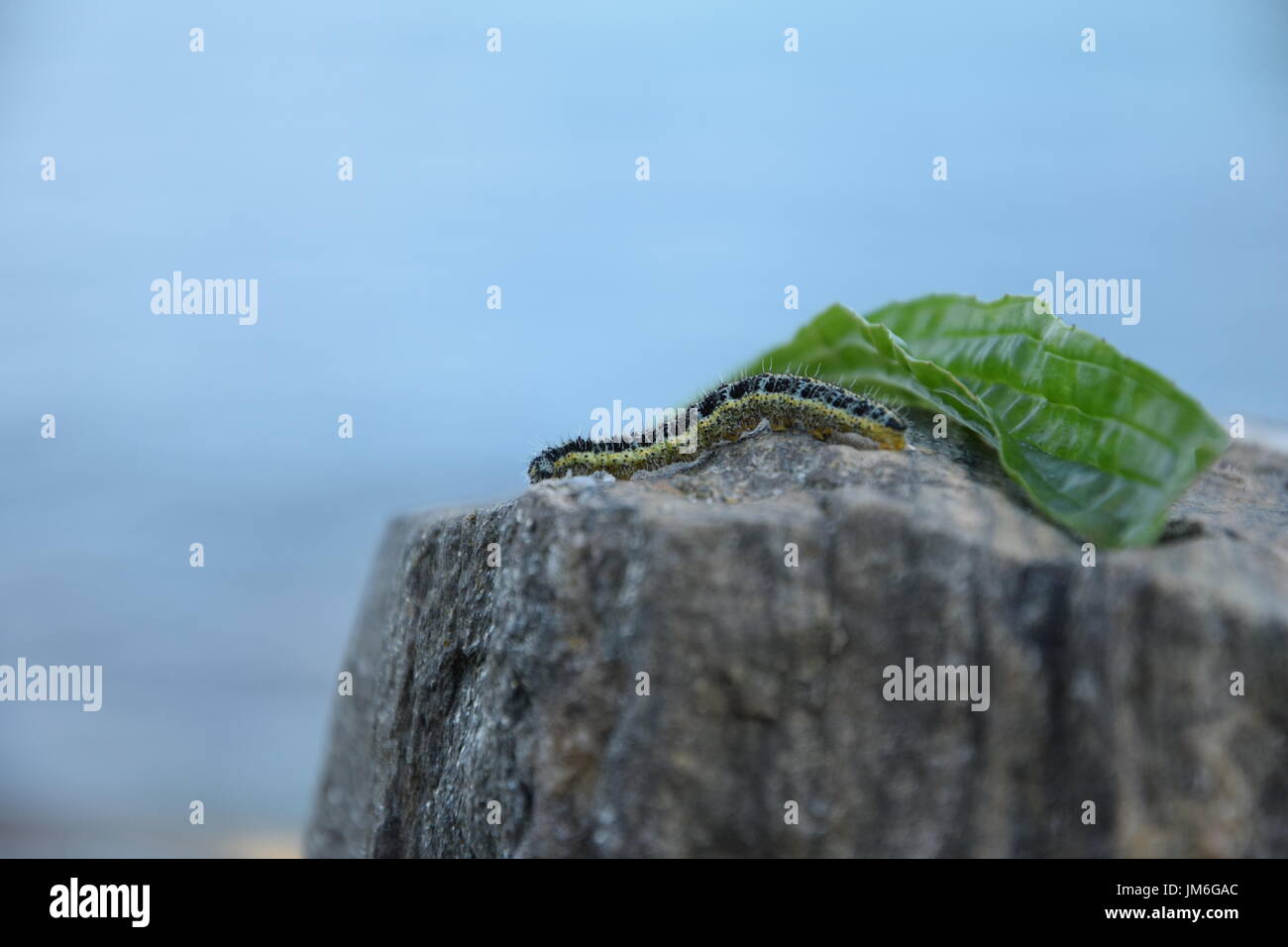 Caterpillar de la Large White (Pieris brassicae) sur le rocher avec feuille verte Banque D'Images