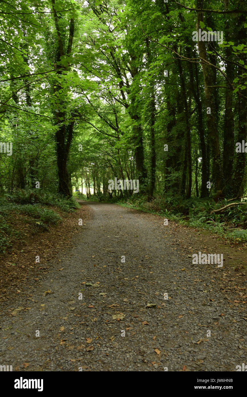 Knockma Knockma la forêt à pied dans le bois, comté de Galway, Irlande Banque D'Images