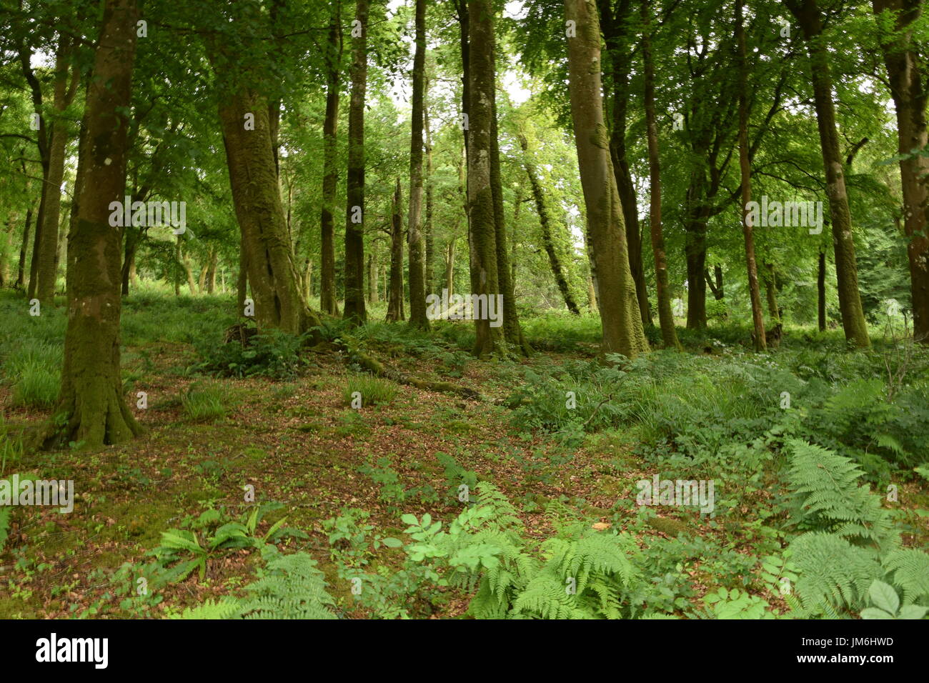 Paysage de bois Knockma dans le comté de Galway, Irlande Banque D'Images