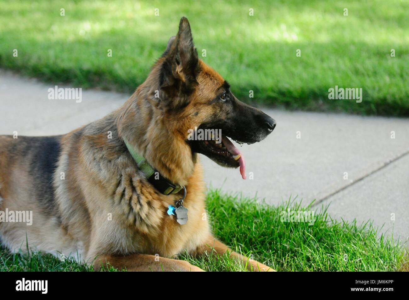 German Shepard Banque D'Images