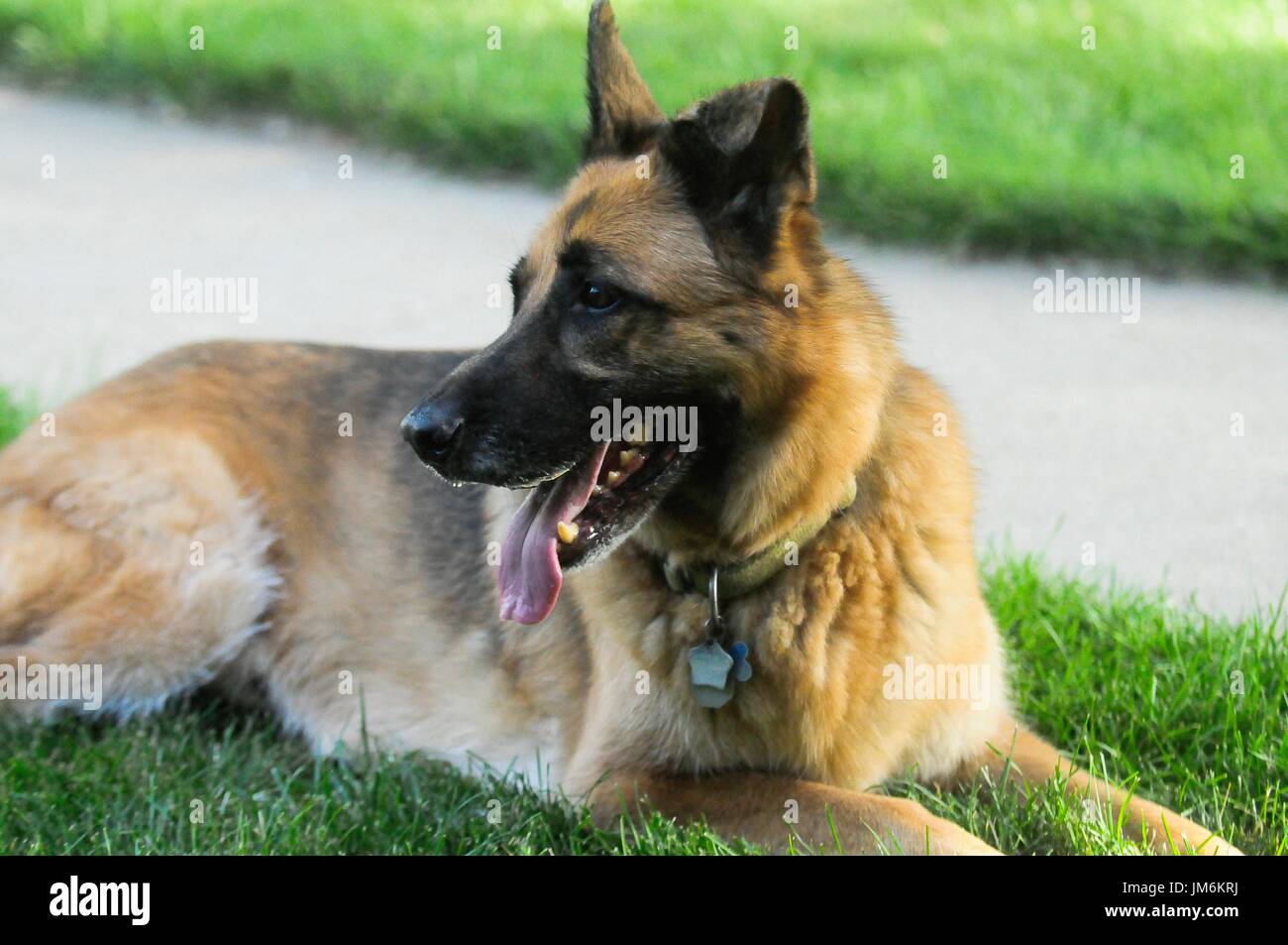 German Shepard Banque D'Images