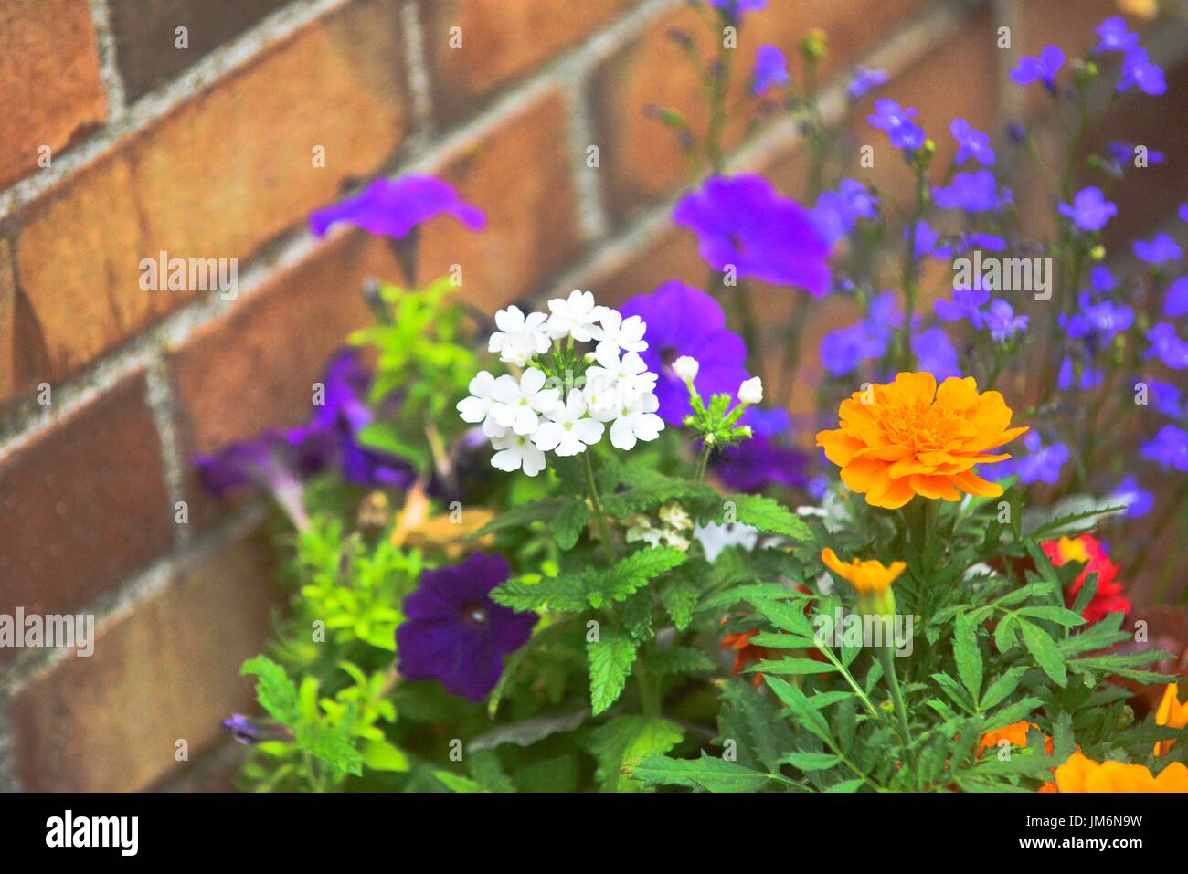 Des fleurs de jardin Banque D'Images