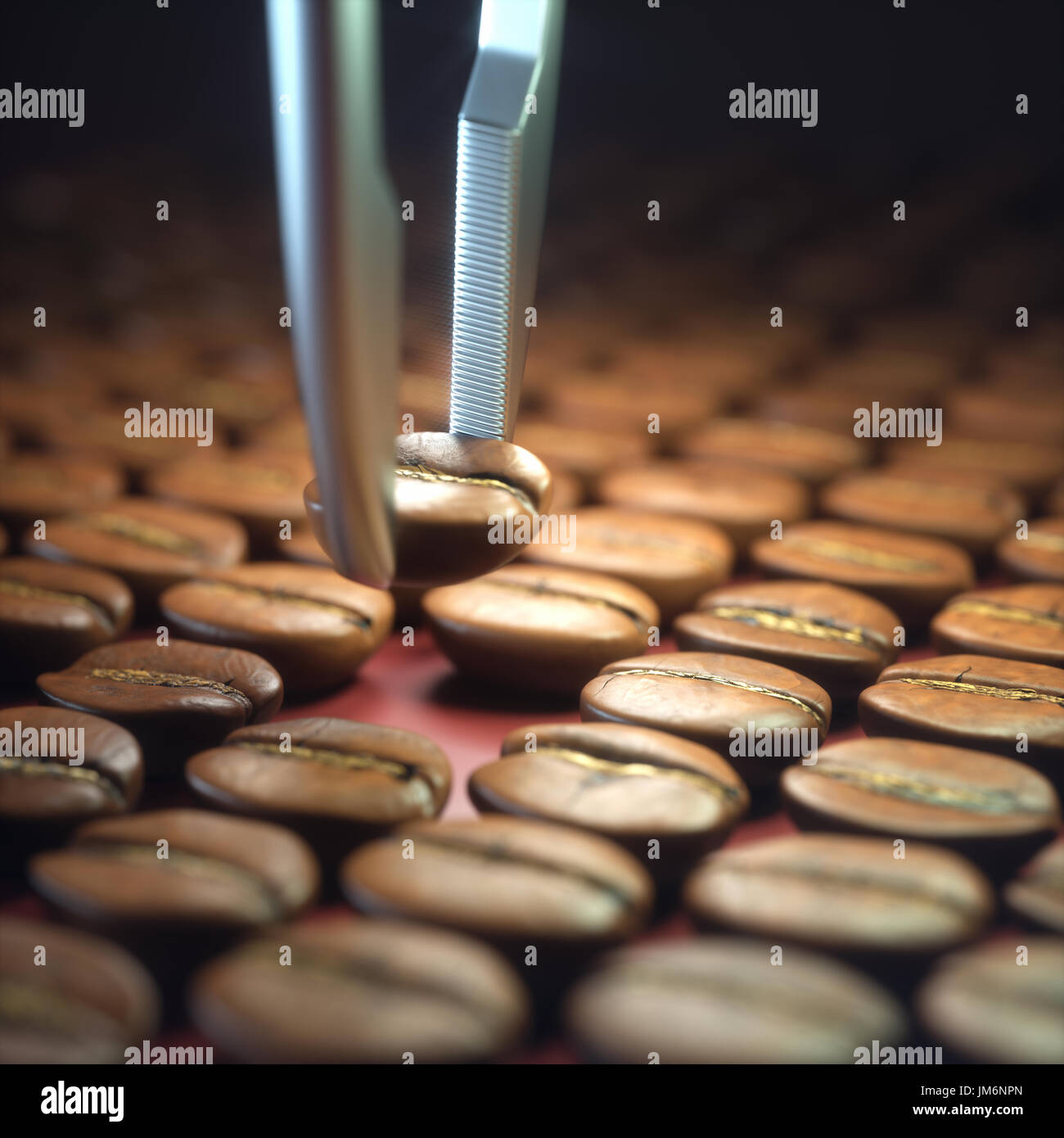 Les meilleurs grains de café torréfié choisi par pincettes. Banque D'Images