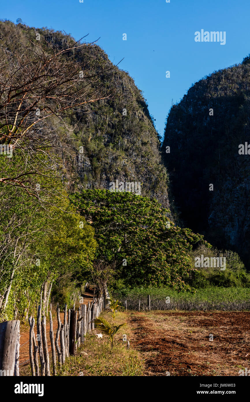 Formations karstiques et un champ labouré près de Parc National de Vinales - Pinar del Rio, Vinales, Cuba Banque D'Images