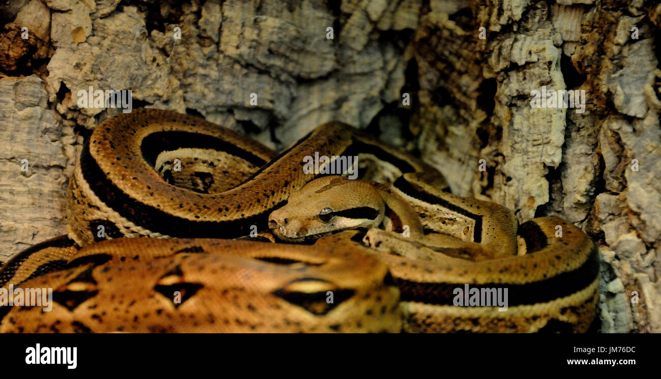 Boa constrictor Banque D'Images