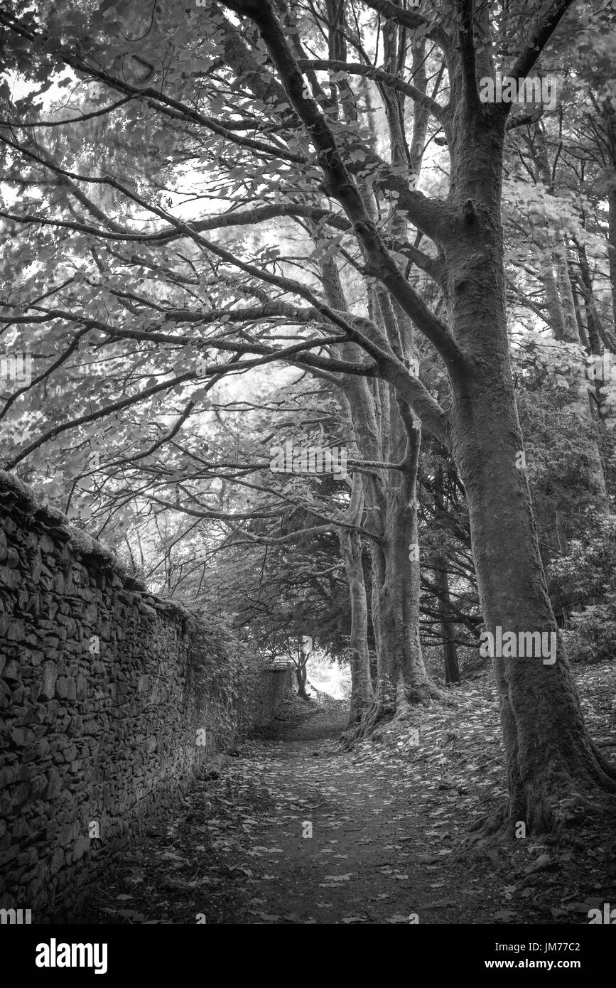 Une scène de la photographie noir et blanc de la campagne entouré de bois grand arbre. Orrest Head Trail, UK Banque D'Images