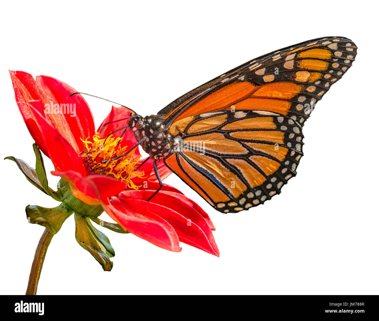 Le monarque (Danaus plexippus) se nourrissant de fleur rouge Banque D'Images