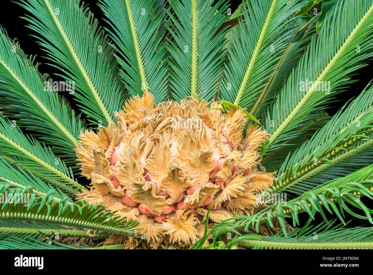 Vue rapprochée du palmier Sagou (Cycas revoluta) Banque D'Images