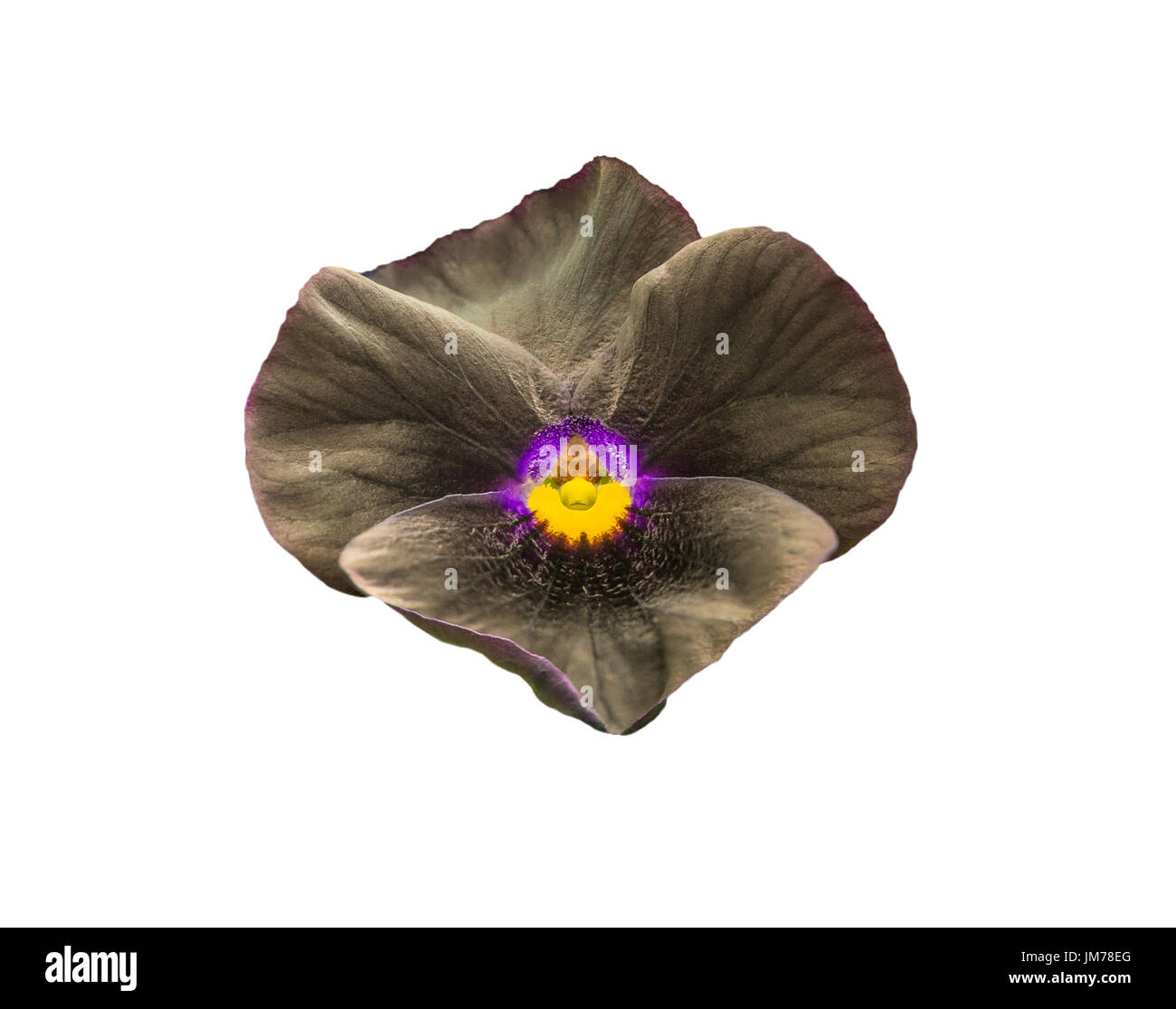 Pansy flower noir isolé sur fond blanc Banque D'Images