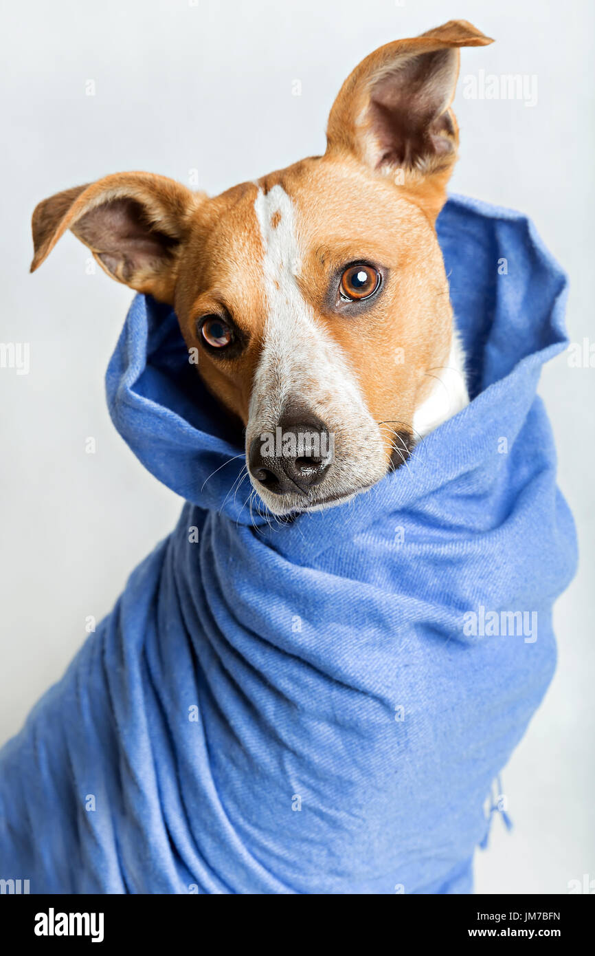 Portrait of a cute dog dans une écharpe bleue Banque D'Images