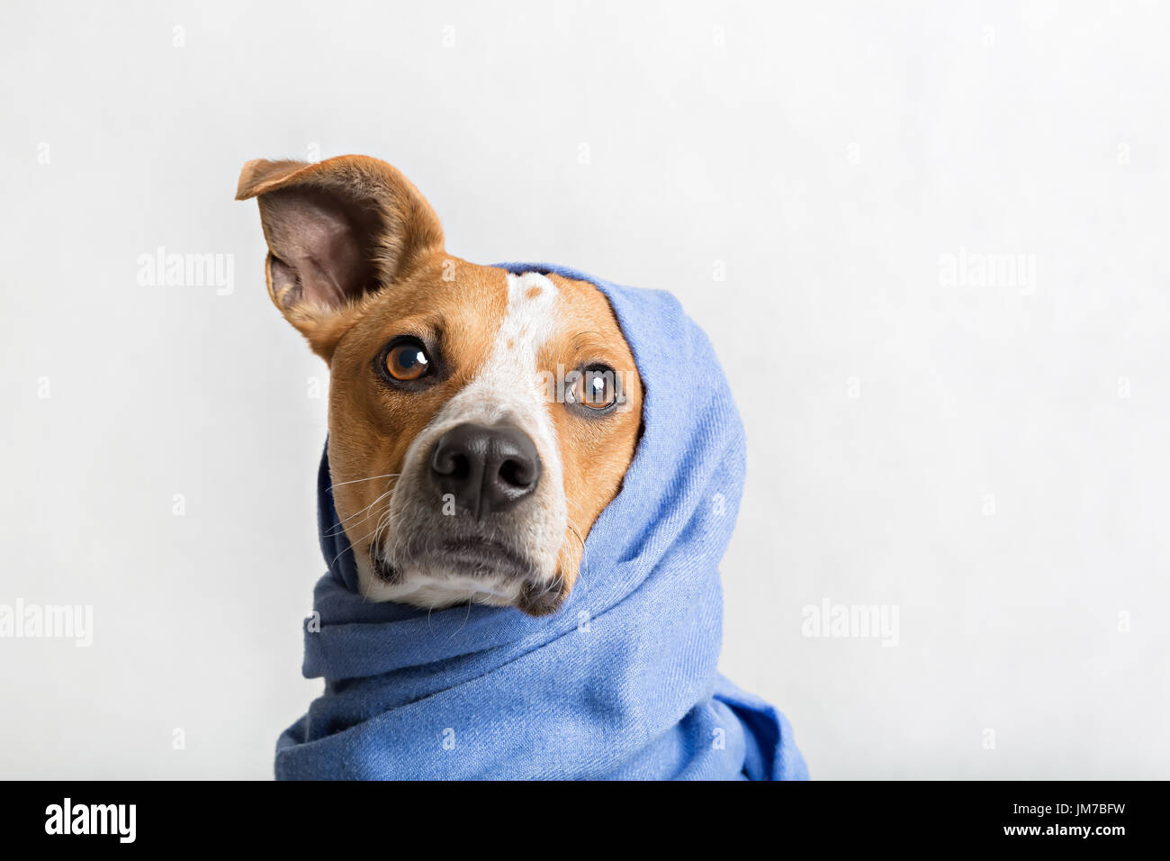 Portrait of a cute dog dans une écharpe bleue Banque D'Images