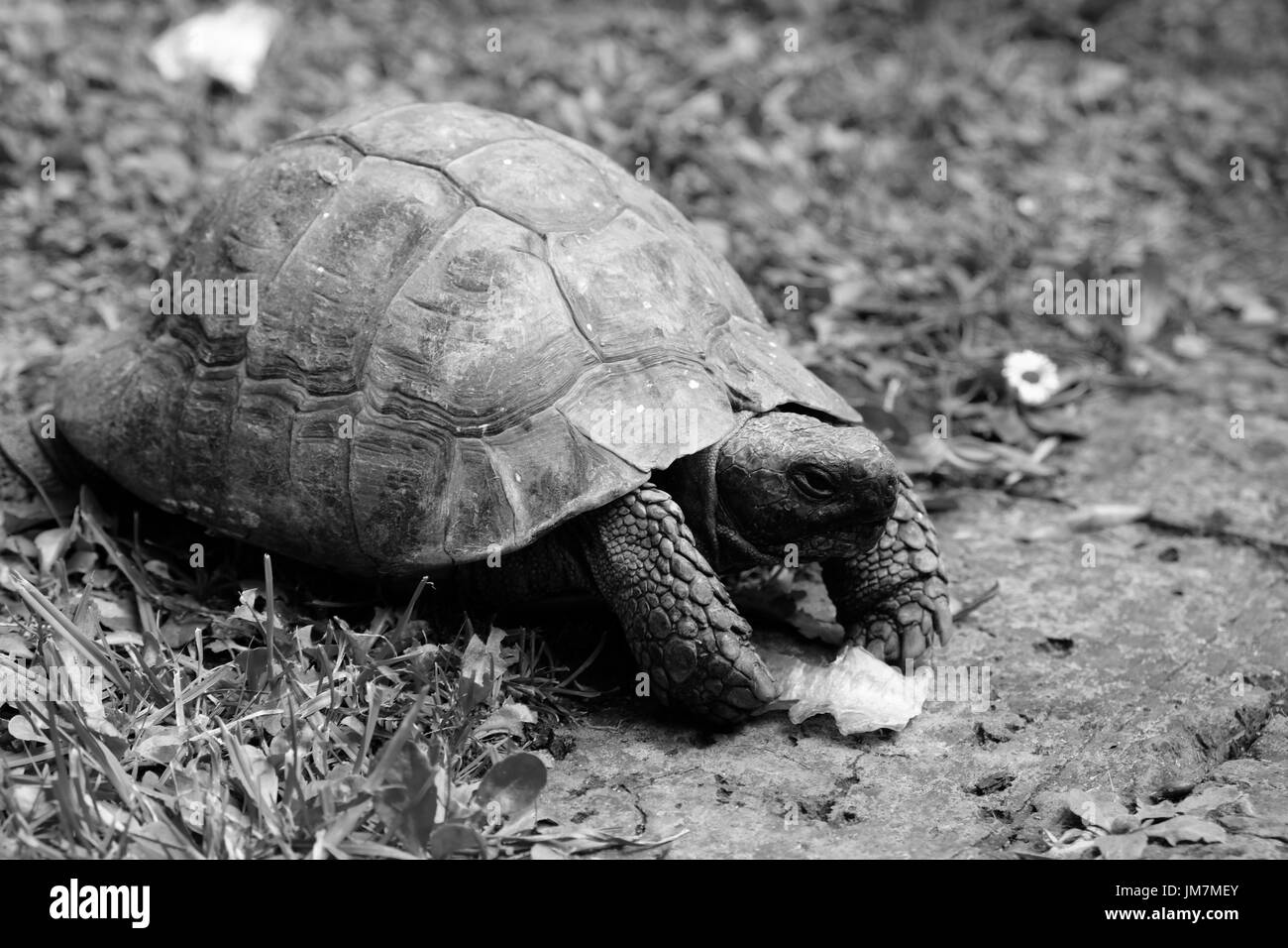 Tortue dans sa carapace, de manger. Photographié en noir et blanc. Banque D'Images