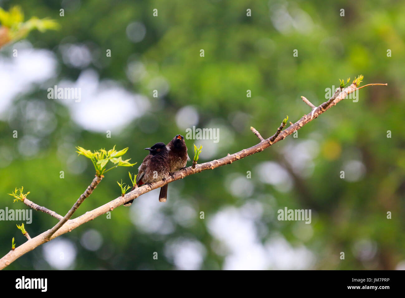 Bulbul ventilé rouge également connu comme Bulbuli Baikka, Beel dans le district de Moulvibazar au Bangladesh. Banque D'Images