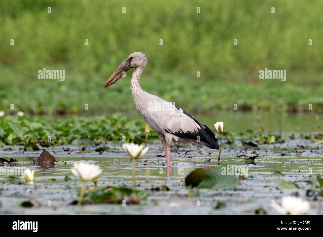 Asian Openbill aussi connu comme Shamuk Khol, à Baikka Beel dans le district de Moulvibazar au Bangladesh. Banque D'Images