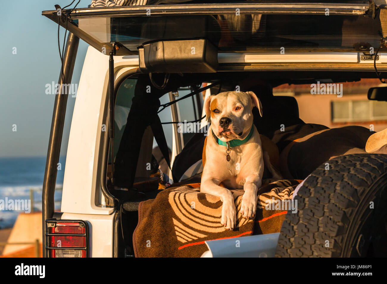 Chien assis dans l'arrière de la capture du soleil matin voiture surfeurs sur la plage. Banque D'Images