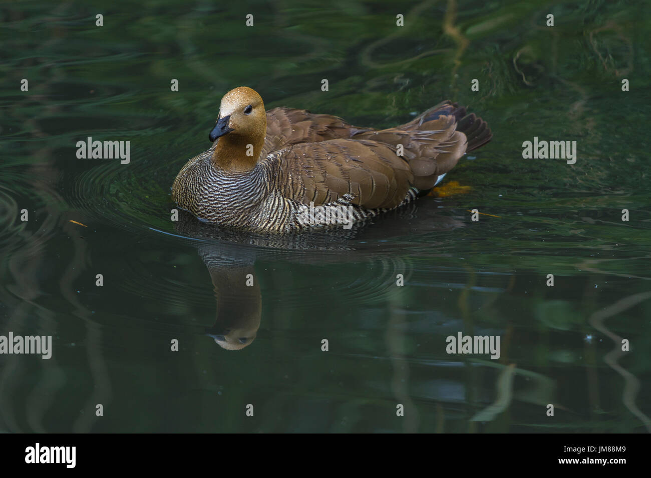Ouette à tête rousse à Slimbridge Banque D'Images