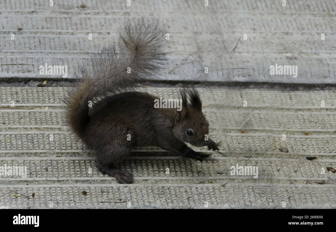 Écureuil brun ou Squirus vulgaris dans le jardin, Sofia, Bulgarie Banque D'Images