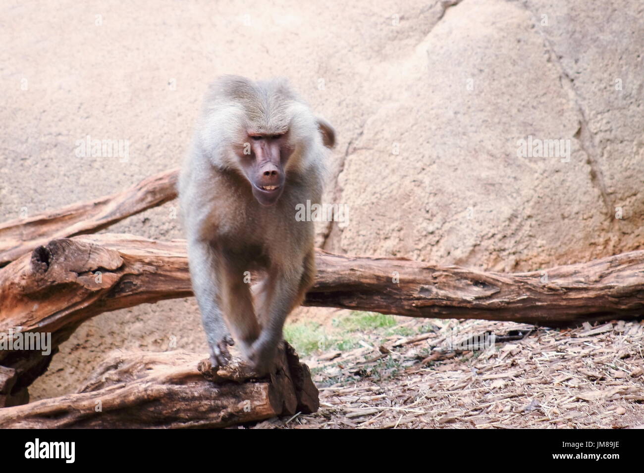 L'hamadryas baboon - une espèce de babouin de l'Ancien Monde monkey family. Banque D'Images