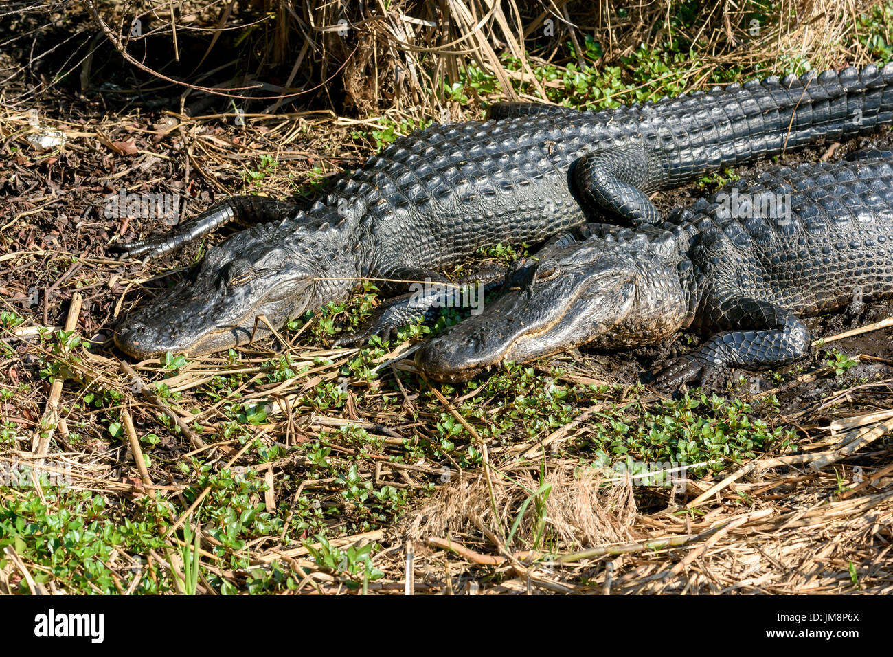 Alligators Alligator mississippiensis (américain) le pèlerin, Anhinga Trail, Parc National des Everglades, Florida, USA Banque D'Images Alligators Alligator mississippiensis (américain) le pèlerin, Anhinga Trail, Parc National des Everglades, Florida, USA Banque D'Images