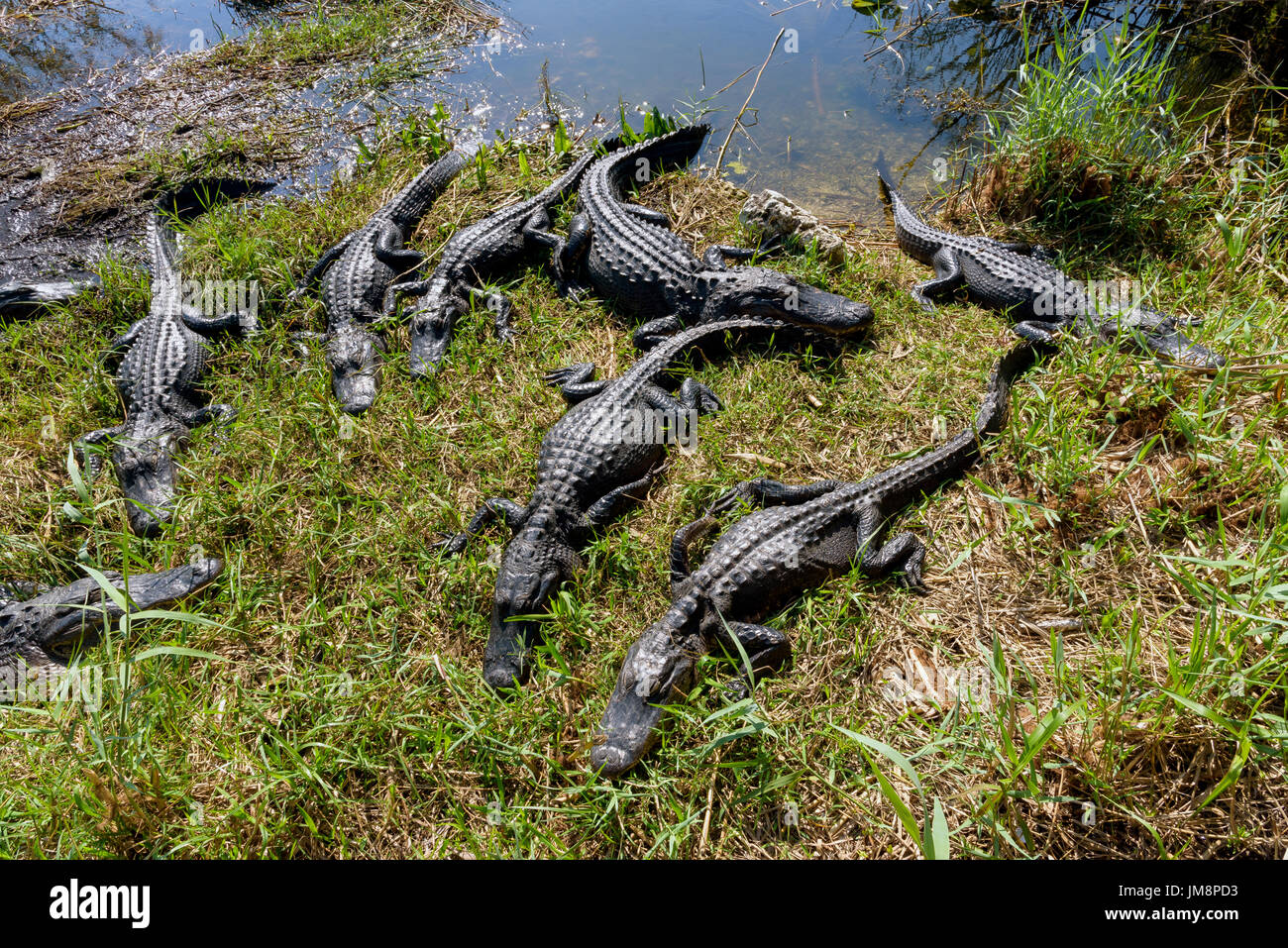 Alligators Alligator mississippiensis (américain) le pèlerin, Anhinga Trail, Parc National des Everglades, Florida, USA Banque D'Images