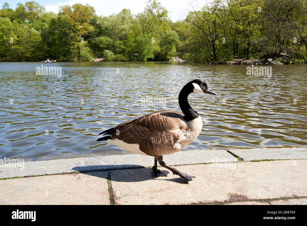 Canada goose bird balade près du lac central park New York USA Banque D'Images