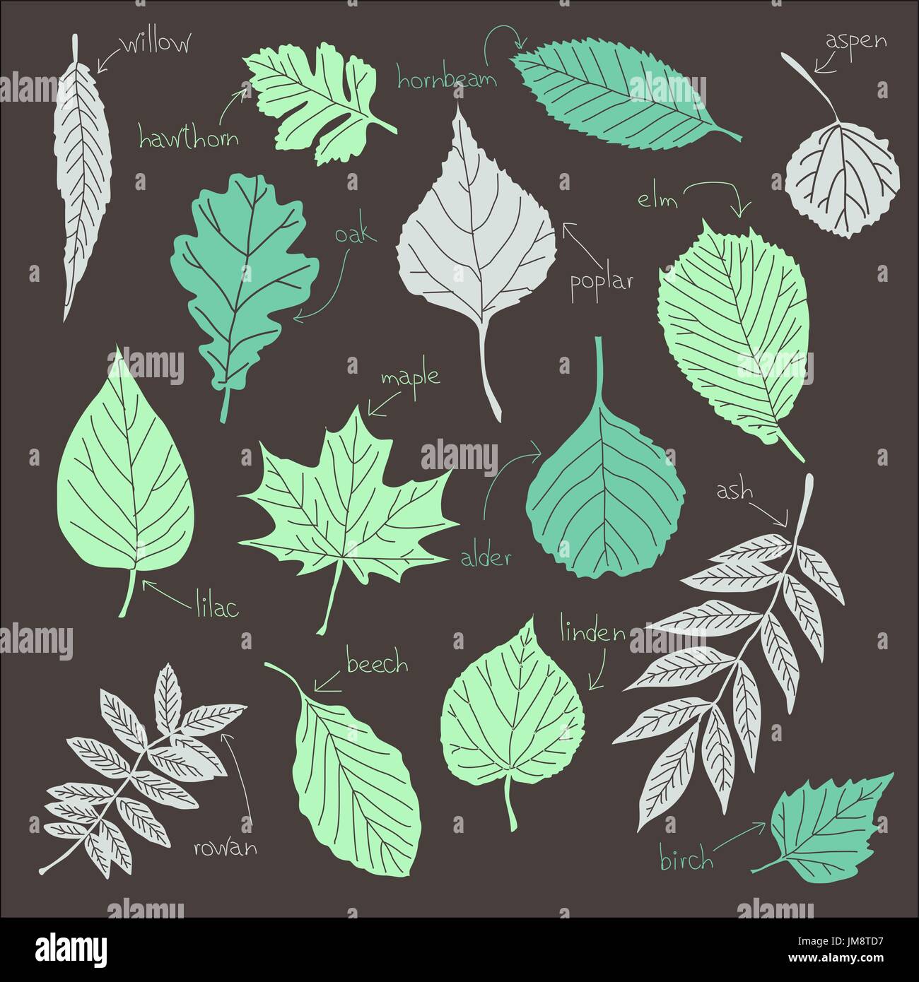 Vector set de feuilles d'arbres listennig Illustration de Vecteur