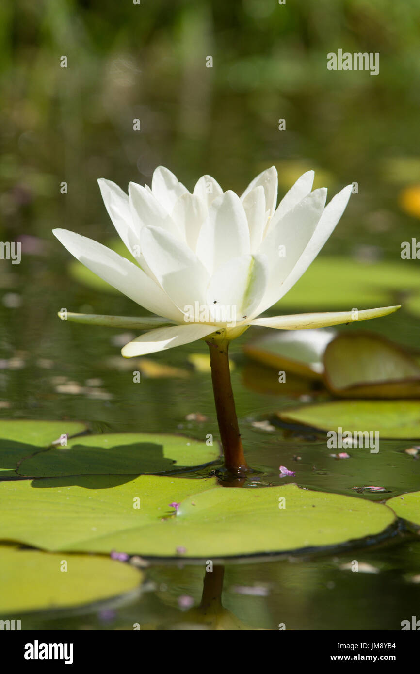 White Water-lily, Nymphaea alba, Juillet, Sussex, UK Banque D'Images