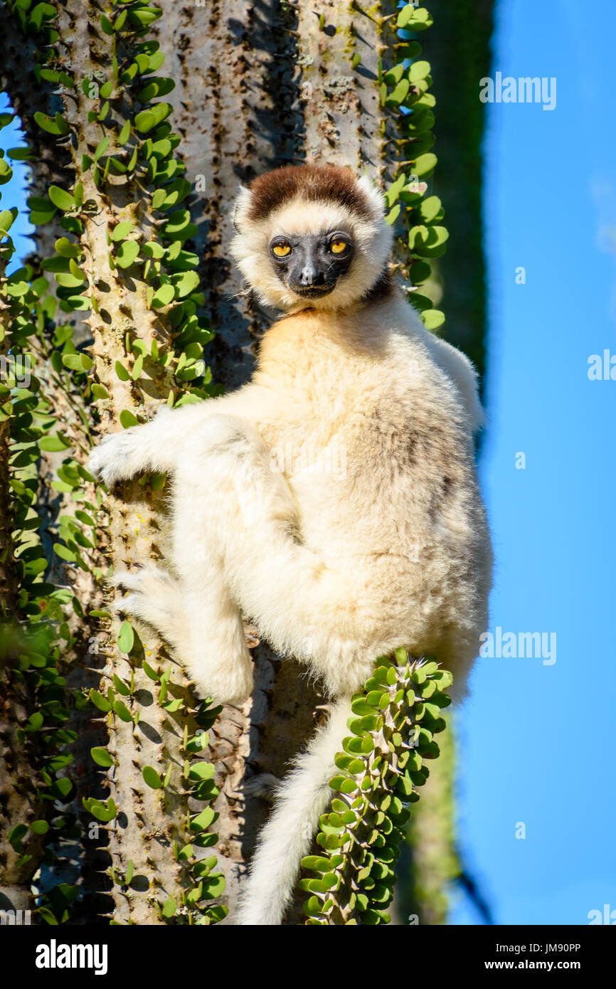 Sifaka Lemur accroché à Forêt épineuse à Sun et Sky bue Banque D'Images