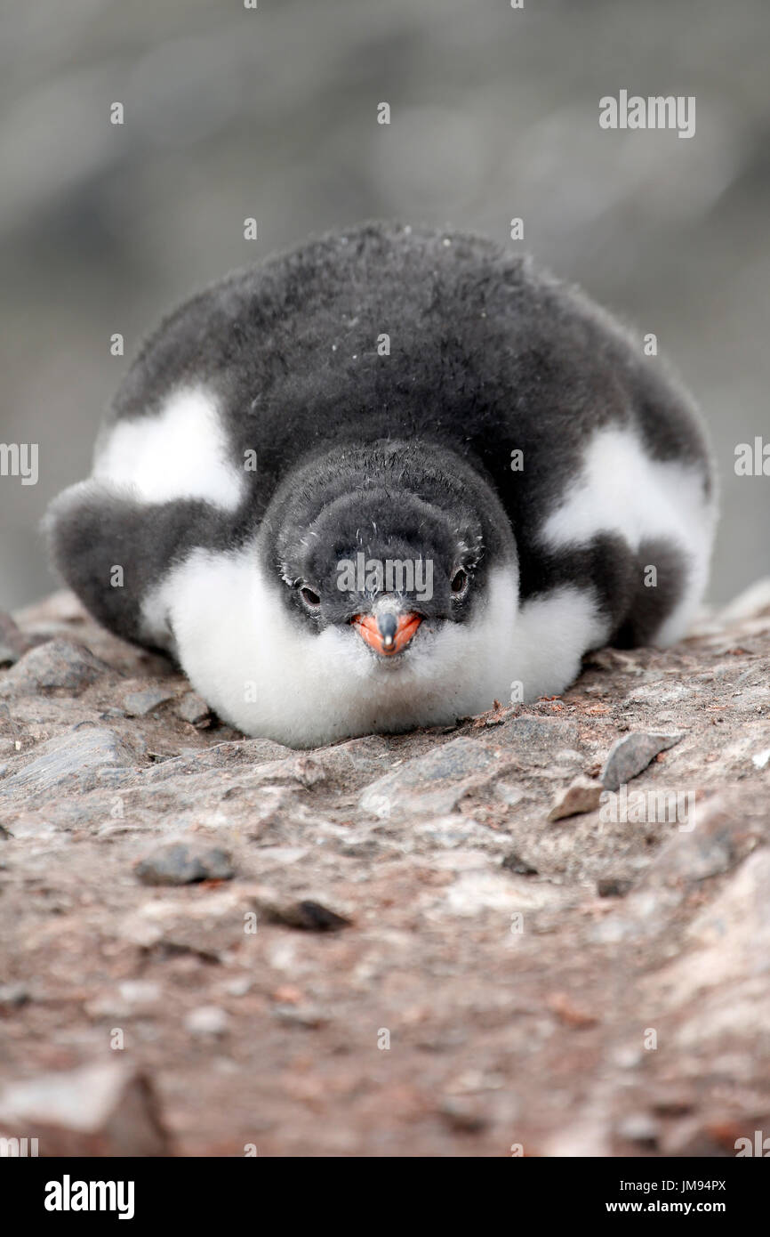 Gentoo pingouin (Pygoscelis papua) bébé couché sur la plage se reposant Banque D'Images