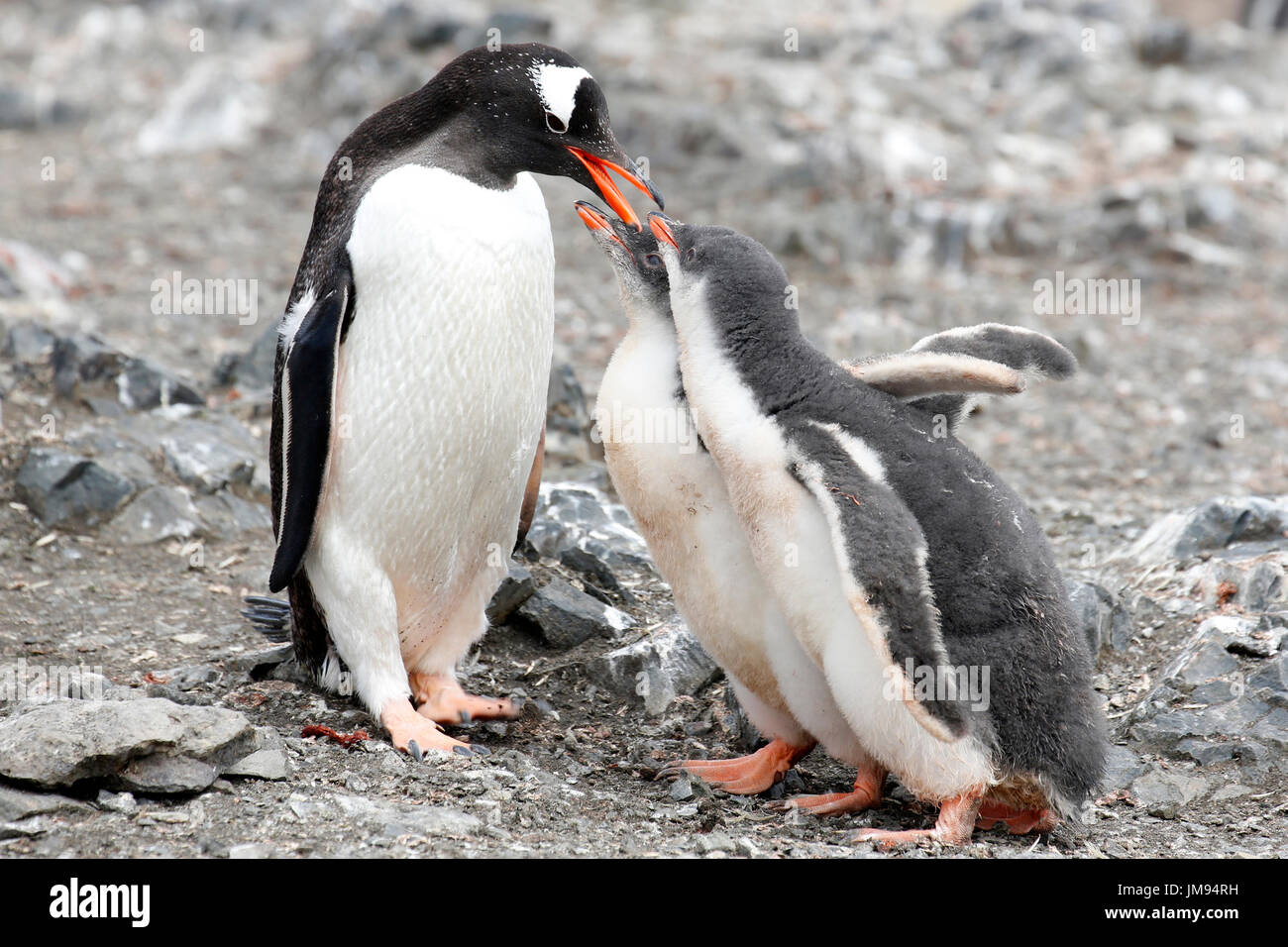 Gentoo pingouin (Pygoscelis papua) mère allaiter son bébé Banque D'Images